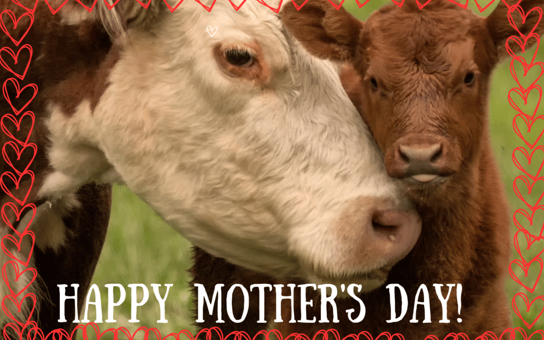 6 REASONS TO GO DAIRY-FREE THIS MOTHER’S DAY